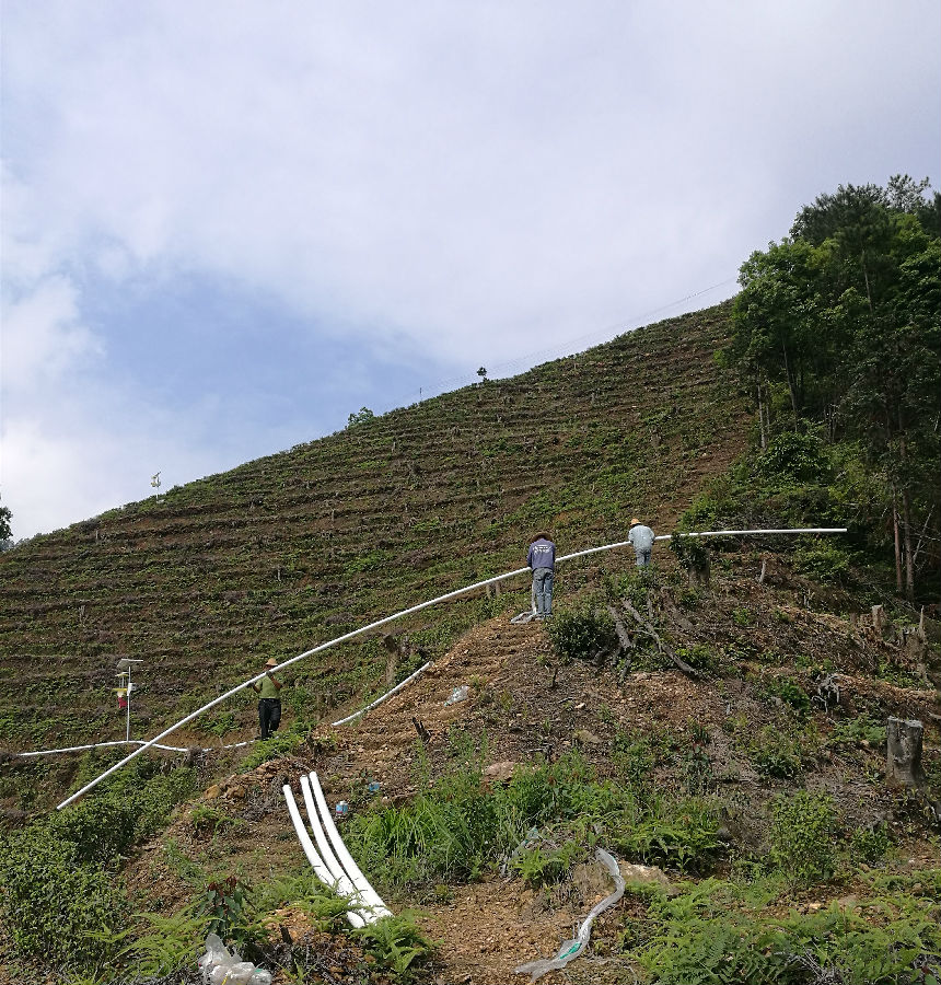 茶園滴灌管道鋪設